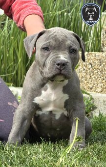Chlapeček American bully XL k odběru - 3