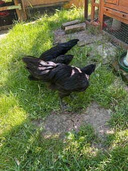 Kohout Ayam cemani - 3