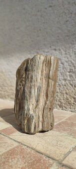 Zkamenělé dřevo – nález Žatecko, 4 kg, pěti barevné - 3