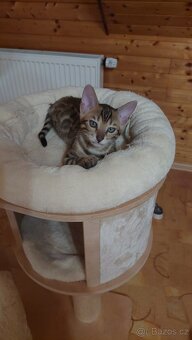 Bengalská kočka-koťata s PP - 3