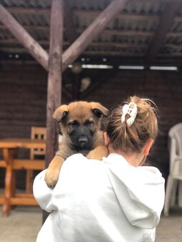 Stenata německého ovcaka - 3