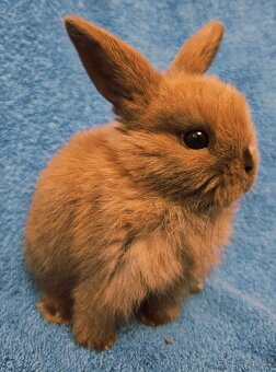 Zakrslý králíček/beránek minilop - 3