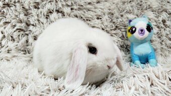 Zakrslý beránek, králíček, králík - FILIP - 3