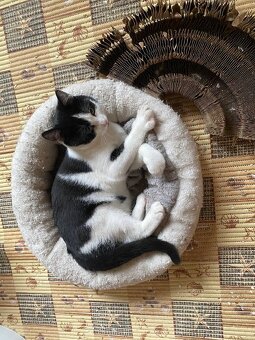 kotě kocourek Felix 4 měsíce - 3