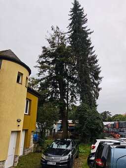 Daruji dřevo 5ks vzrostlých stromů za pokácení. - 3