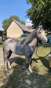 Na jaře 4 letá klisna WPBR - 3