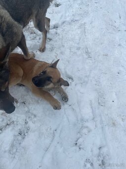 Stejně vlčáka - 3