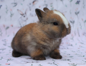 Zakrslý krátkouchý králíček LOT sameček - 3