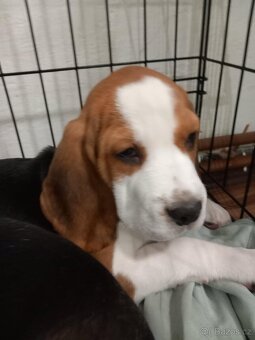 štěňátka bígla - 3