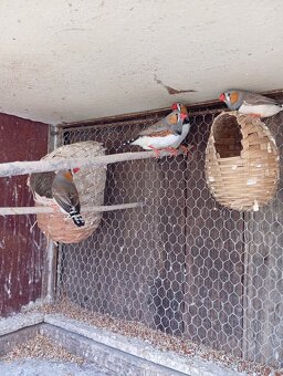 Prodám zebřičky - 3