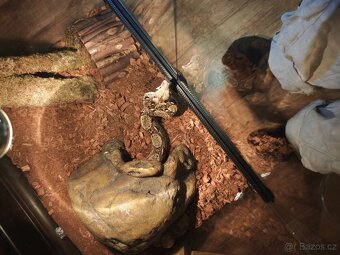 Hroznýš královský - 3