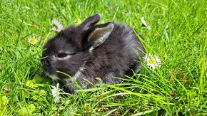 Zakrslý králíček, zakrslý králík beránek - 3