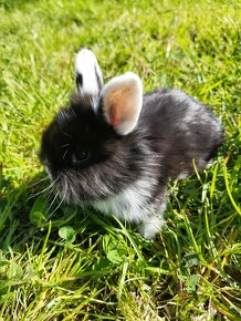 Prodám zakrslé králíky - 3
