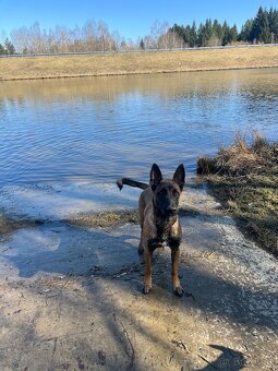 Belgický ovčák malinois - 3