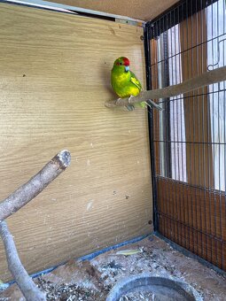Kakariky - 3