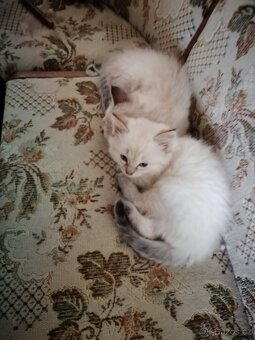 Ragdoll Kocourek - 3
