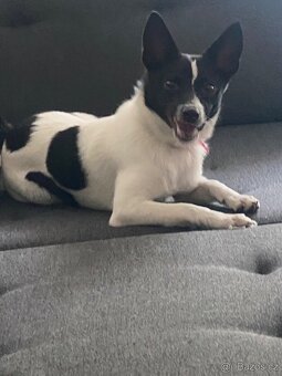 Jack Russel s čivava: stáří 8 měsíců - 3