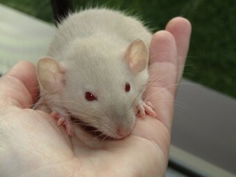 Dumbo potkaní mláďátka s výpisem předků - 3