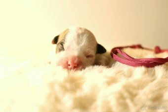 Americký stafordšírský teriér - štěňátka s PP - 3