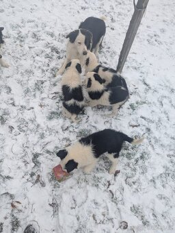 Štěnata Border kolie - 3