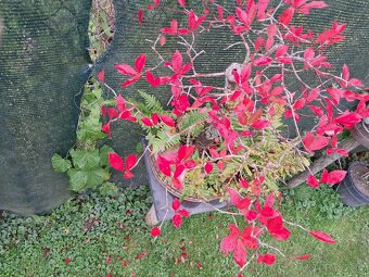 Bonsaj,bonsai Tupela Lesni - 3