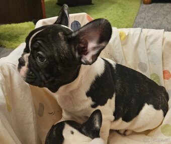 Francouzský buldoček - 3