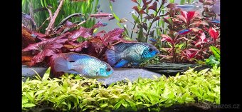 Akara blue electric - 3