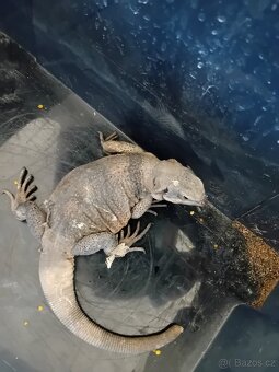 Samec Čukvala zavalitá ( sauromalus ater) - 3