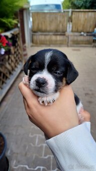Jack Russell teriér - 3