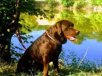 Štěňátka Labradora - 3