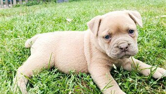 Staroanglický Bulldog, old english buldok, anglického tipu - 3