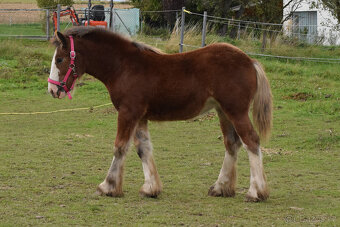 klisnička irský cob - 3