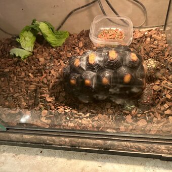 Suchozemská želva uhlířská - 3