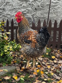 Prodám mladé kohoutky - 3