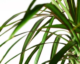 Pokojová rostlina Dracaena Marginata - 3