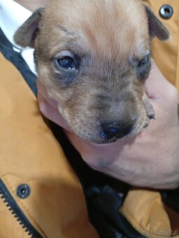 Americký stafordšírský teriér - 3