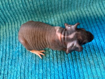 Skinny morčátka, samci - 3