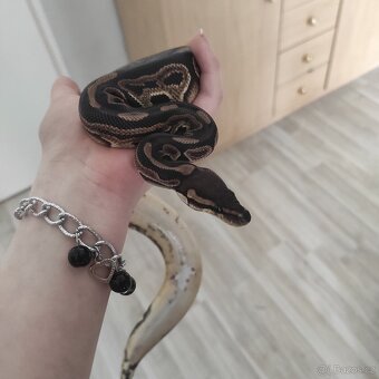 Krajta královská Python regius - 3