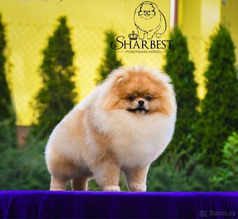 Pomeranian s PP FCI, kluci - 3