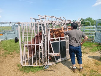 Prodám, vyměním býka Aberdeen Angus RED - 3