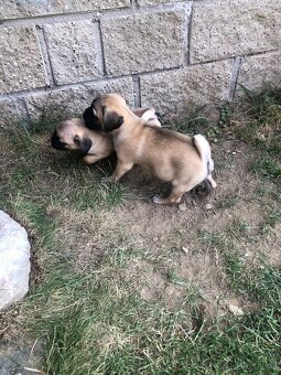 Mops štěňátka - 3
