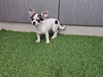 chihuahua stenatka - 3