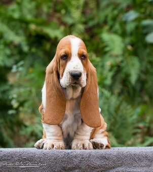 ,Basset Hound - 3