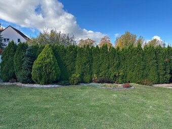 Thuje Smaragd cca 40ks za odvoz - 3