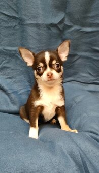 Čivava krátkosrstá - 3