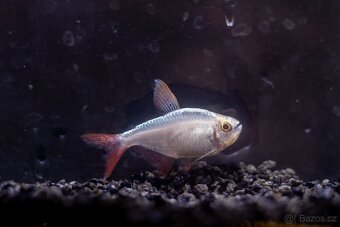 Prodám z odchovny akvarijní rybičky - 3