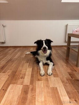 Border kolie- daruji - 3