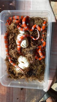 Korálovka sedlatá  ( Nelson ) - 3