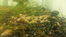 Prodám přebytky z vlastního odchovu plžu Piskořky věžovíté - 3
