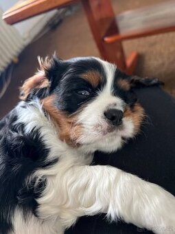 Pes Kavalír King Charles Spaniela na krytí - 3